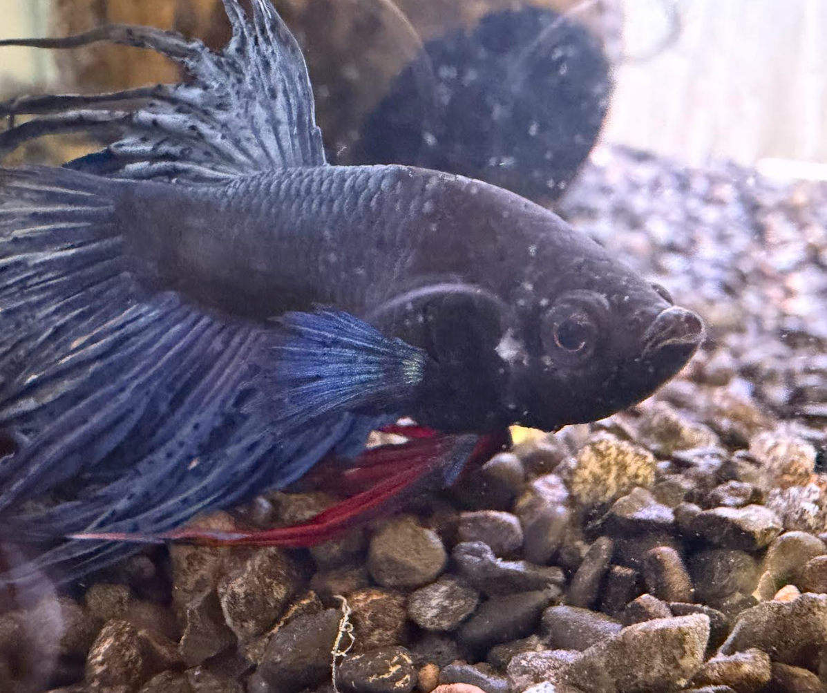 My Fish